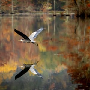 Autumn Glide by Linda Davidson