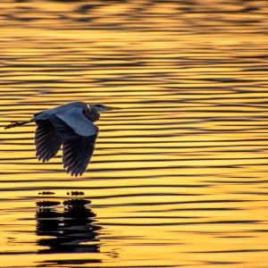 Golden Glide by Linda Davidson