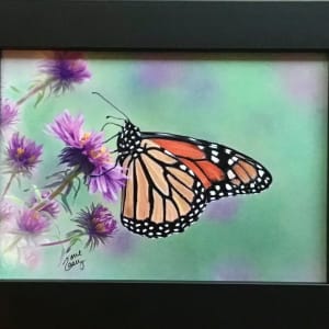 Monarch on Asters by Jane Casey 