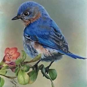 Bluebird on Peach Blossom   PRINT by Jane Casey 