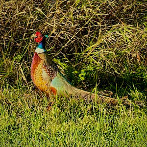 Looking for Chicks by Cathy Mounce