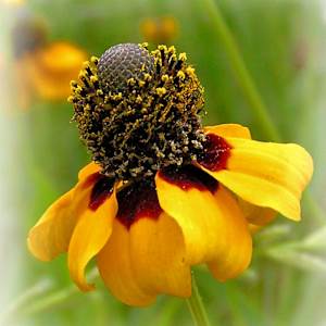 Clasping Cone Flower by Jane Casey