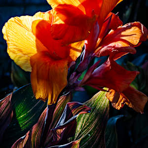 Yellow Canna by Craig Daugherty