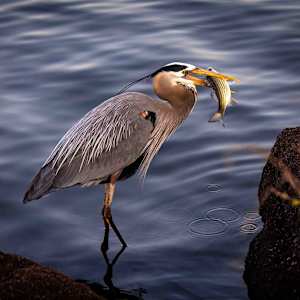 Catch of the Day by Linda Davidson