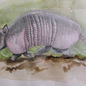 Armadillo by Terry Heckmann