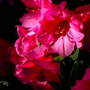 Whisper of Spring by Deborah Setser