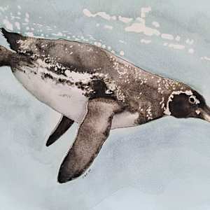 Galapagos Penguin by Terry Heckmann