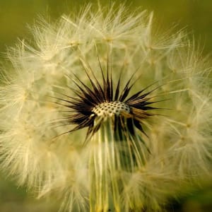 Mystery by Susan L Mueller