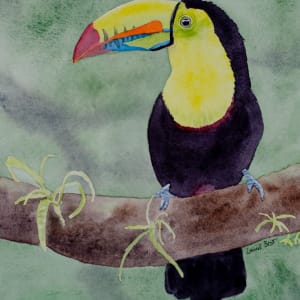 Kell Billed Toucan by Laurel Best