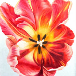 TulipWonder by Mica Hoberg 