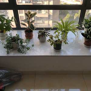 Houseplants in China by Marianne Wilson 
