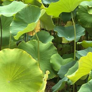 China: Lotus Leaves by Marianne Wilson 