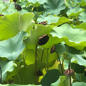 China: Lotus Leaves by Marianne Wilson 
