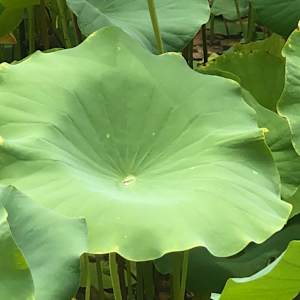 China: Lotus Leaves by Marianne Wilson 