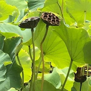 China: Lotus Leaves by Marianne Wilson 
