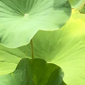 China: Lotus Leaves by Marianne Wilson