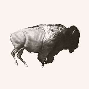 Then Your Prairies Can Be Covered With Speckled Cattle 1-16, Joel Daniel Phillips by Shelby Head  Image: Reproductions, original works Charcoal & Graphite on Paper
Courtesy of the Denver Art Museum