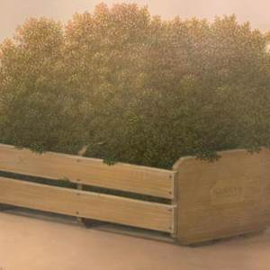 *El Oasis by John Fraser