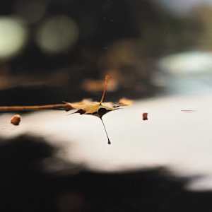 Dialogue d'Automne sur un Hood de Char Opus I by André JAY Chapdelaine