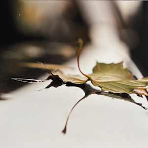 Dialogue d'automne sur un hood de char Opus II by André JAY Chapdelaine