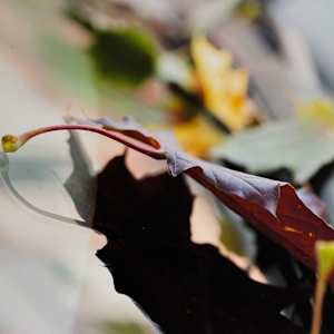 Dialogue d'Automne sur un Hood de Char Opus III by André JAY Chapdelaine