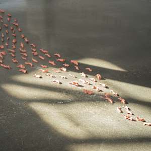 1000 Clay Fish by Jenny Chen 