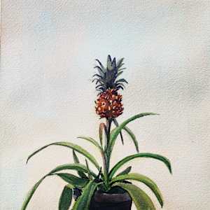 Ananas by Elif Ozkaya