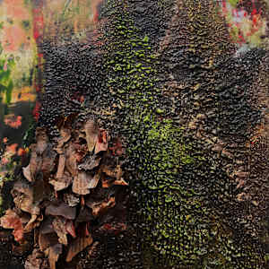 Under Deadwood by Katy Flammia, Image 6.