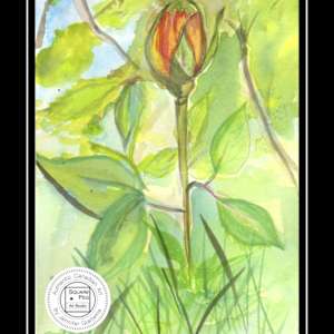 First Bloom by Jennifer Gjaltema 