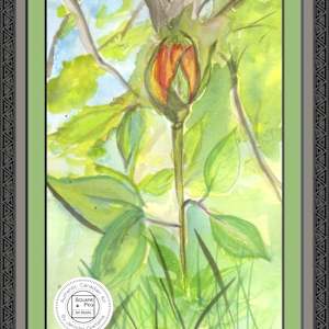 First Bloom by Jennifer Gjaltema 