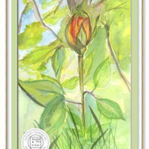 First Bloom by Jennifer Gjaltema 