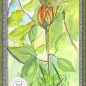 First Bloom by Jennifer Gjaltema 