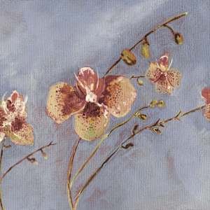 Orchids - Giclée Print by Jennifer Gjaltema