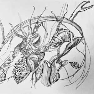 Sketches by Jennifer Gjaltema  Image: Malady     8in x 8in