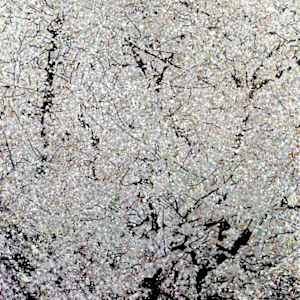 Almond Tree-Vence by Leslie Park