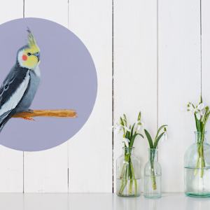 Tandy the Cockatiel by Colleen Brown