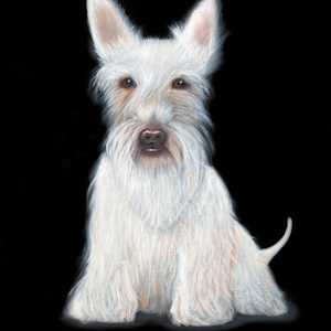 White Scottie by Colleen Brown
