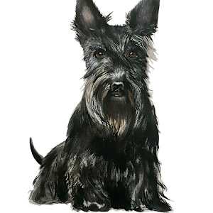 Black Scottie by Colleen Brown