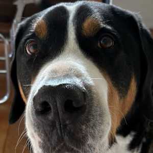 Chewie by Hanna Bordewijk  Image: Cropped reference photo