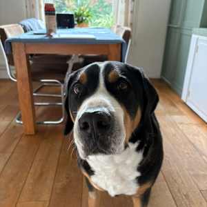 Chewie by Hanna Bordewijk  Image: Original photo