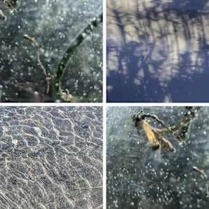 Shimmer by Alina Manko, Image 1.
