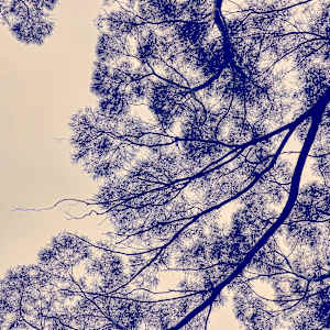 Look Up by Alina Manko, Image 3.
