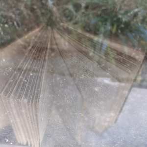 Through the Pages by Alina Manko, Image 1.