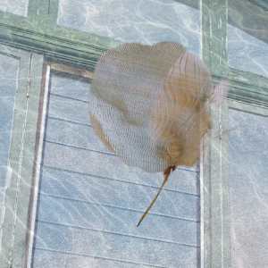 Windows by Alina Manko, Image 1.