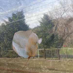 Trains by Alina Manko, Image 1.
