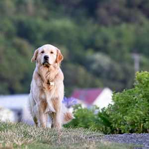 Who’s a good dog? by EB Photography