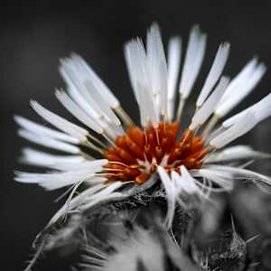 South African Thistle by EB Photography