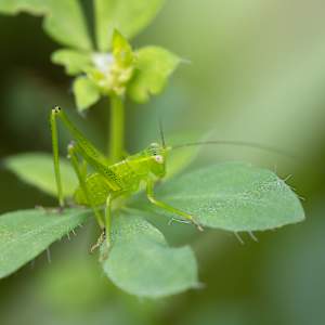 Emerald explorer by EB Photography