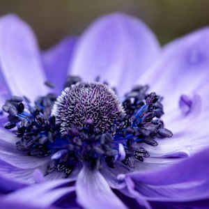 Peaceful purple by EB Photography