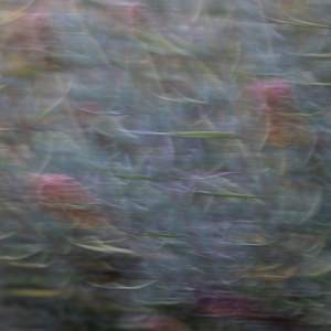 Lavender in motion by EB Photography